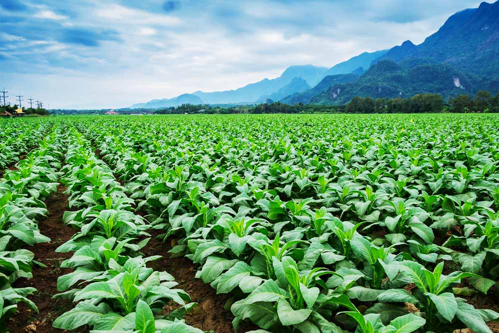 Chevron Leaf Tobacco - Trusted Tobacco Suppliers in Zimbabwe