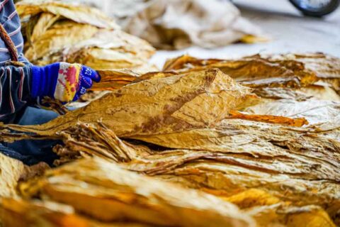 Tabacco grading in Zimbabwe - tobacco grading - Chevron Leaf Tobacco