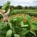 Tobacco contract farming in Zimbabwe