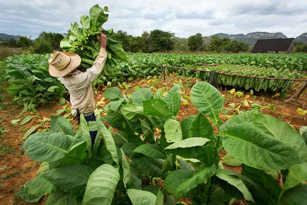 Tobacco contract farming in Zimbabwe