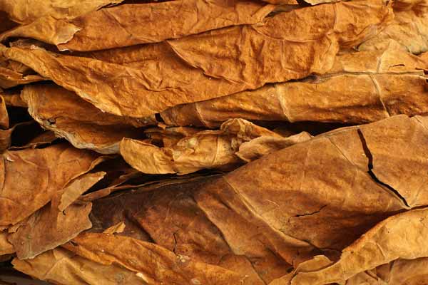 Ordering tobacco products in Zimbabwe – Chevron Leaf Tobacco