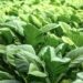 Commonly used herbicides for tobacco farming in Zimbabwe