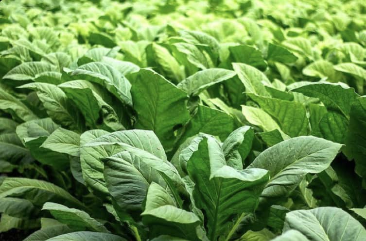 Commonly used herbicides for tobacco farming in Zimbabwe
