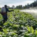 Pesticides commonly used for tobacco farming in Zimbabwe